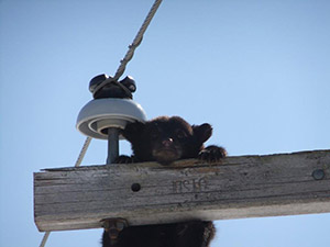 bears on pole