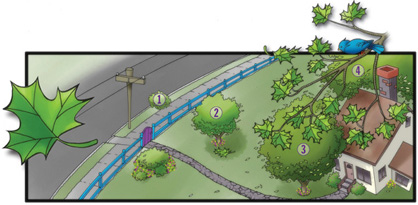 tree planting guide