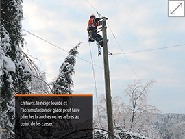 Entretien des arbres en hiver