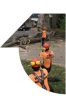 Pour Effectuer une Demande D'entretien des Arbres