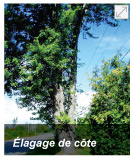 Élagage de côte